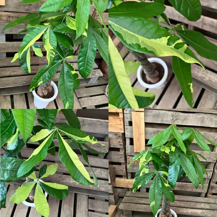 観葉植物現品販売