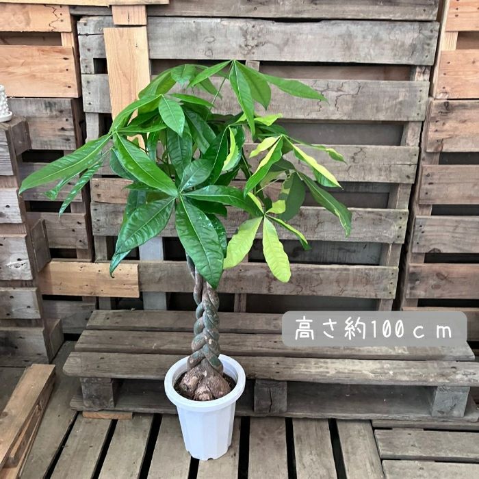 観葉植物現品販売