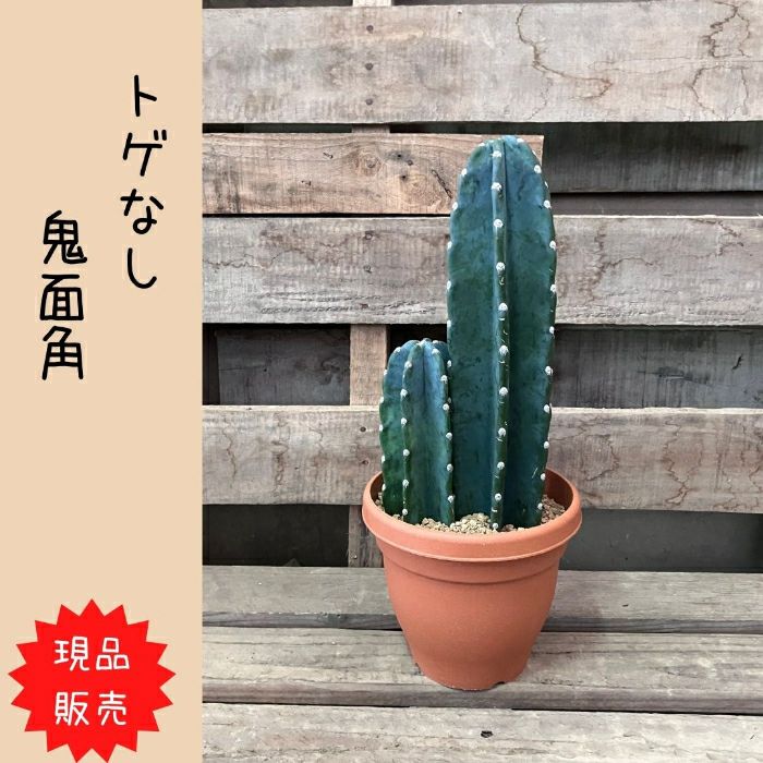 観葉植物現品販売