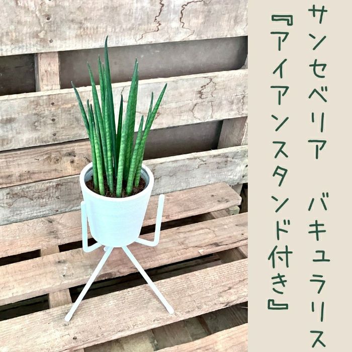 観葉植物現品販売