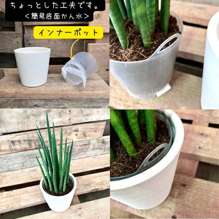 観葉植物現品販売