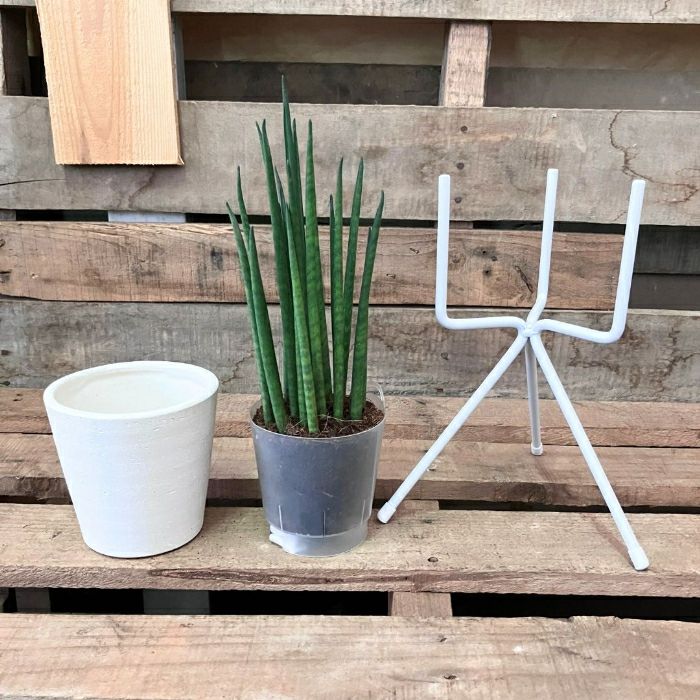 観葉植物現品販売