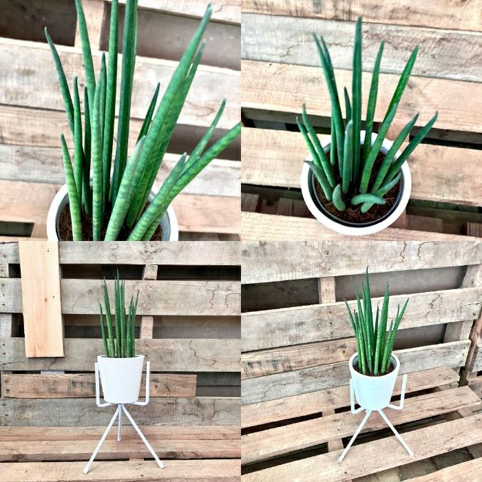 観葉植物現品販売