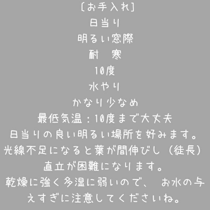 観葉植物現品販売