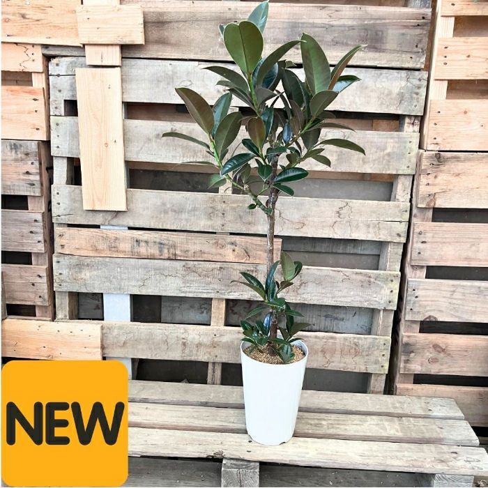 観葉植物現品販売