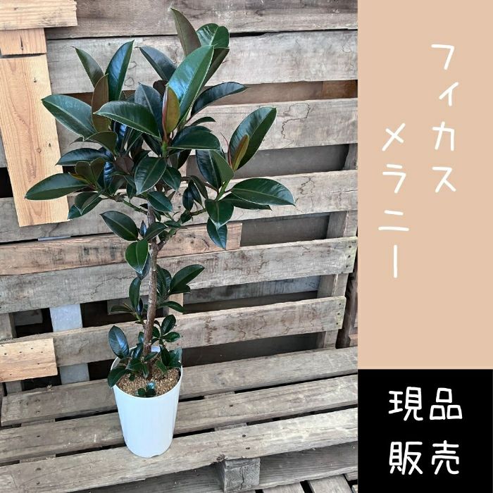 観葉植物現品販売
