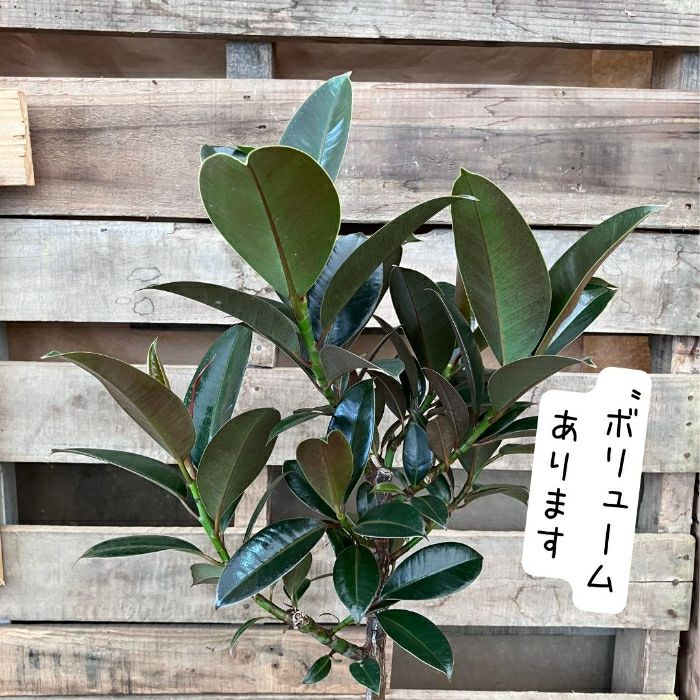観葉植物現品販売