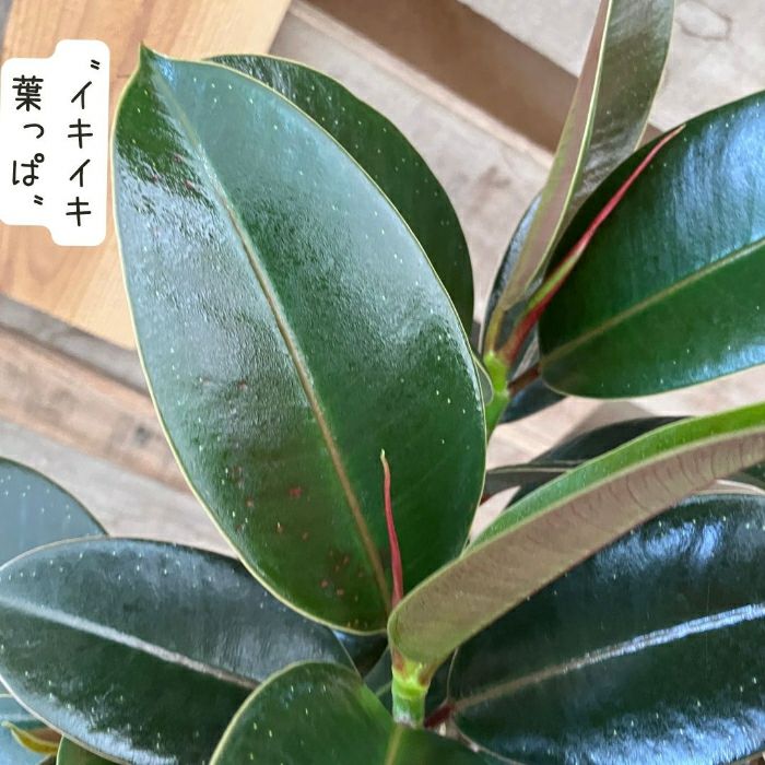 観葉植物現品販売