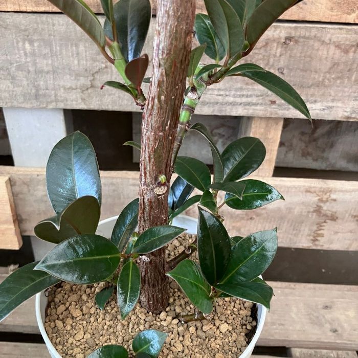 観葉植物現品販売