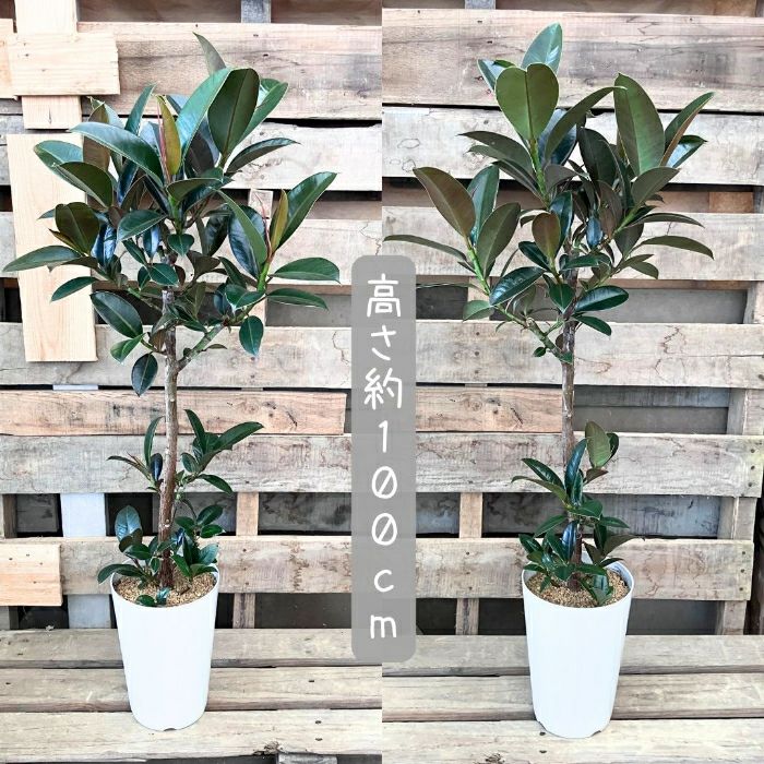 観葉植物現品販売