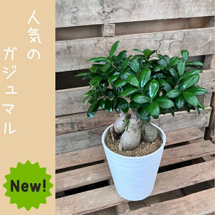 観葉植物現品販売