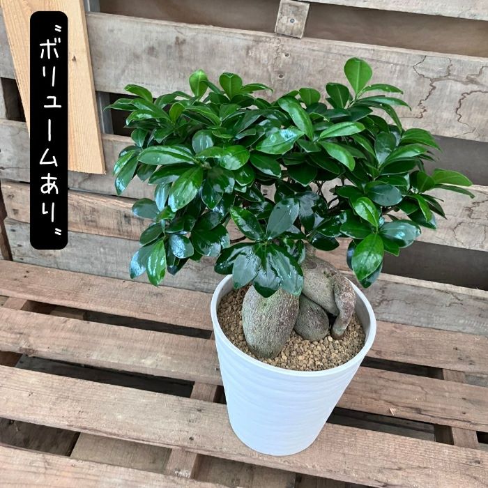 観葉植物現品販売