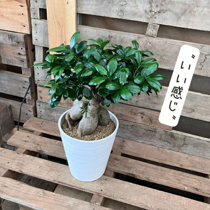 観葉植物現品販売