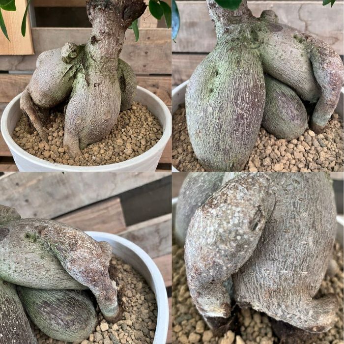 観葉植物現品販売