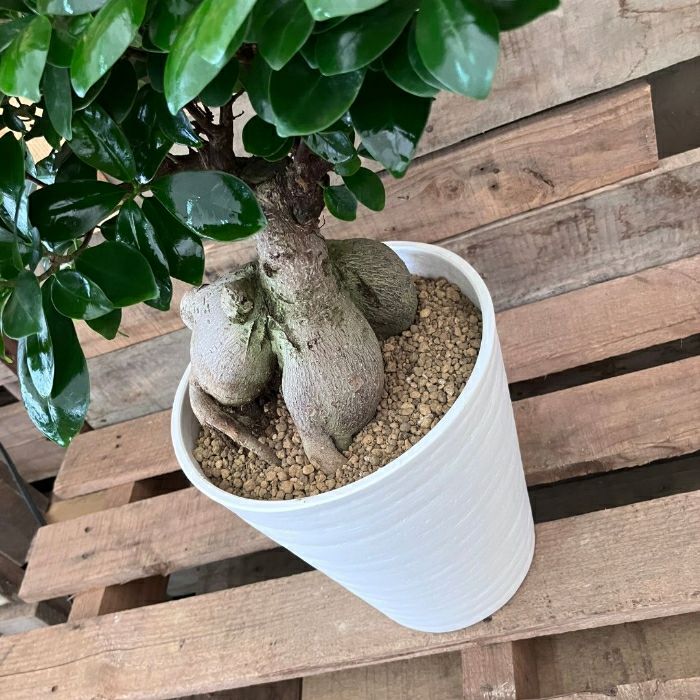 観葉植物現品販売