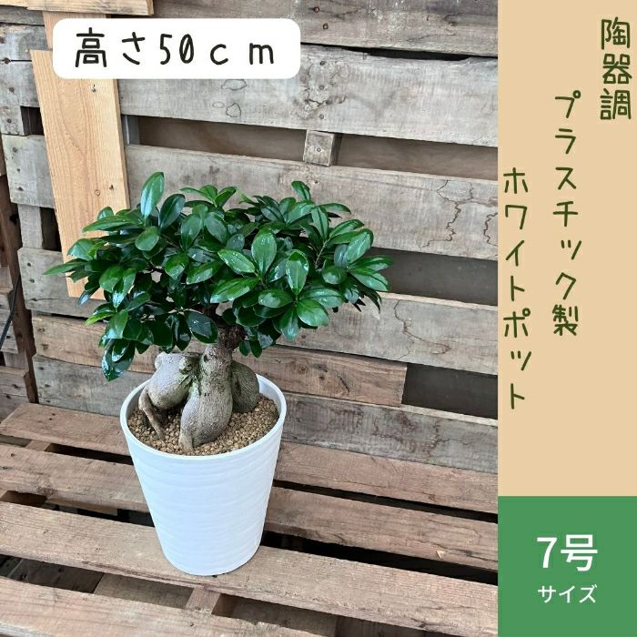 観葉植物現品販売