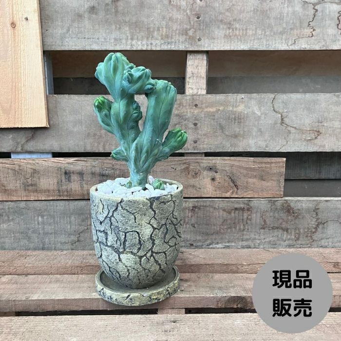 観葉植物現品販売