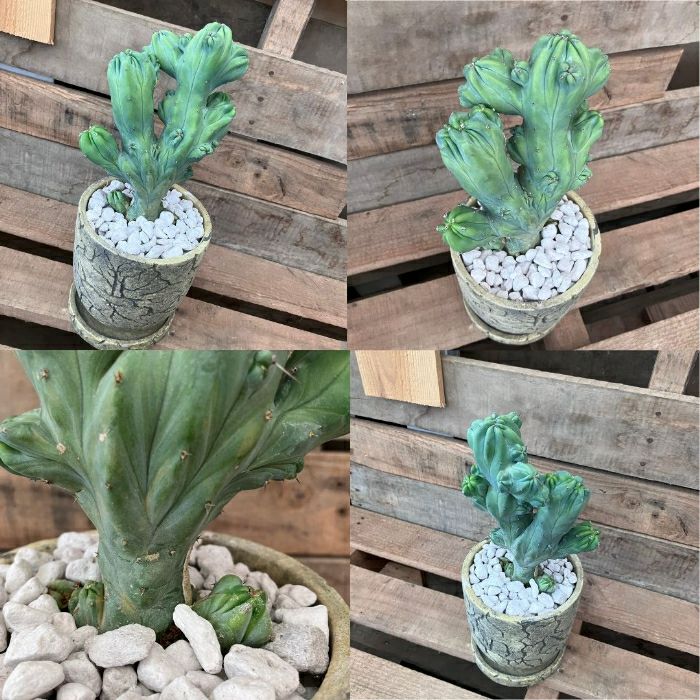 観葉植物現品販売