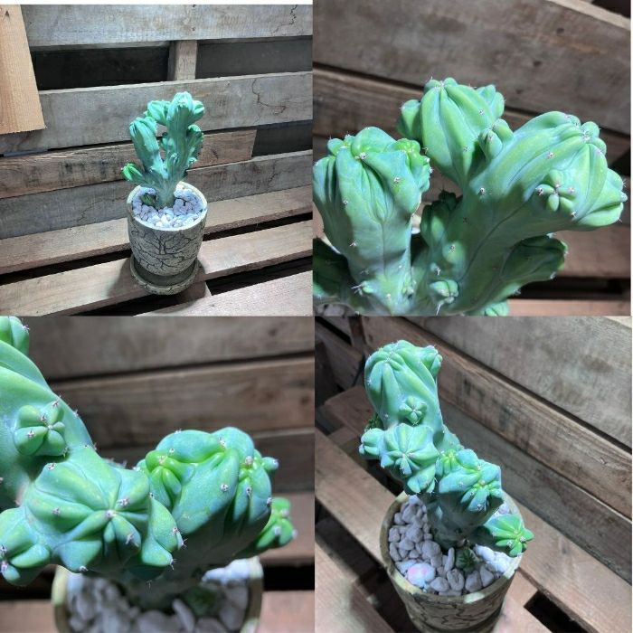 観葉植物現品販売