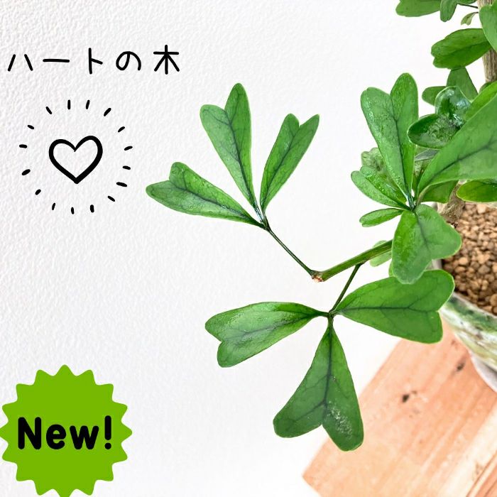 観葉植物現品販売