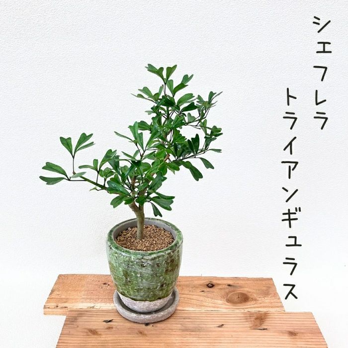 観葉植物現品販売