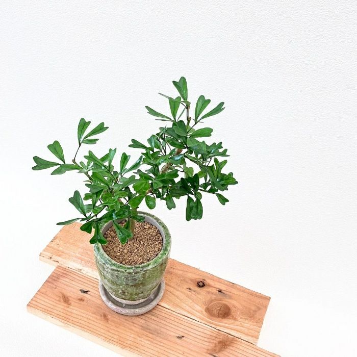 観葉植物現品販売