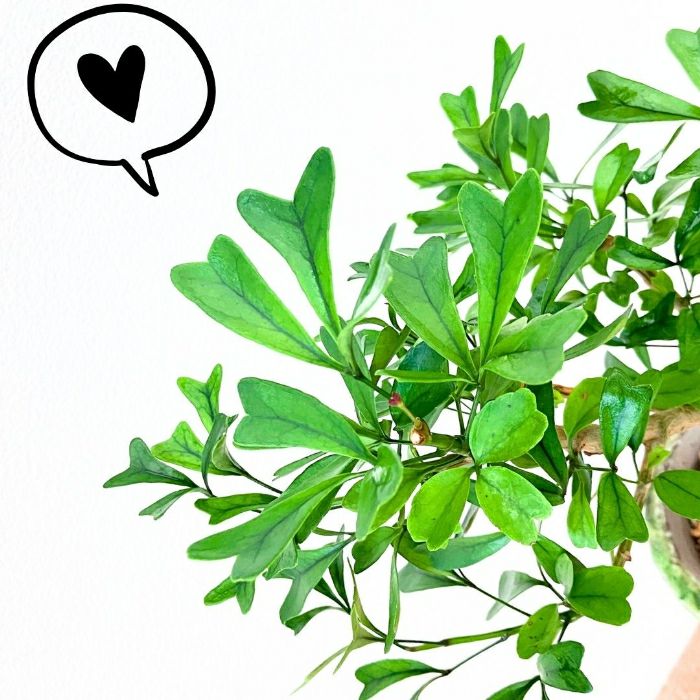 観葉植物現品販売