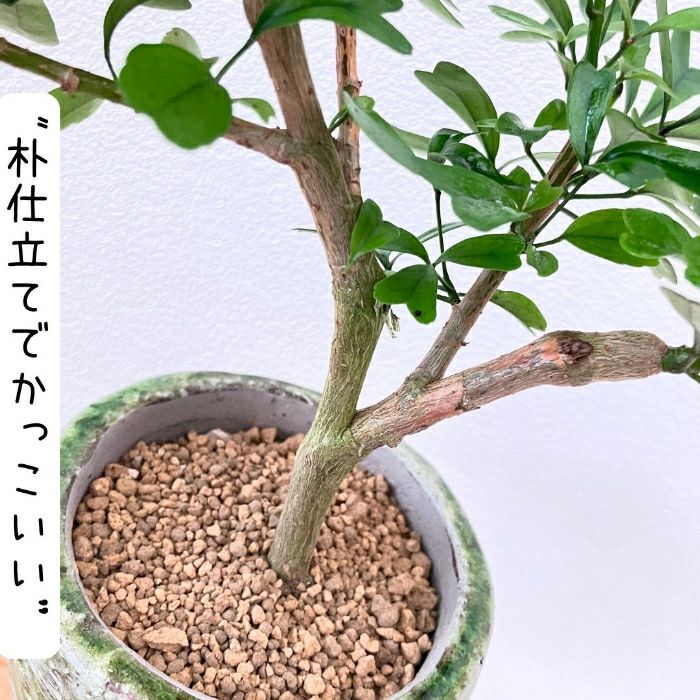 観葉植物現品販売