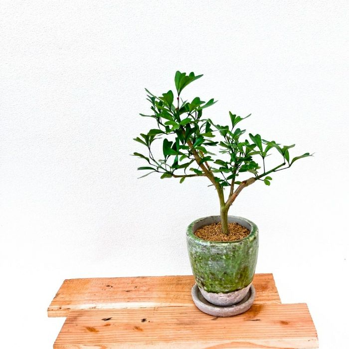 観葉植物現品販売