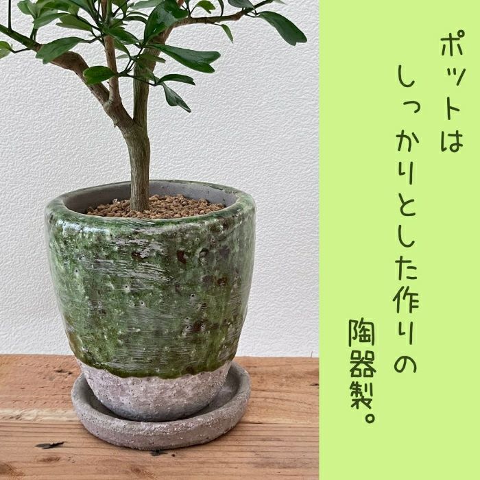 観葉植物現品販売