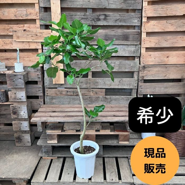 観葉植物現品販売