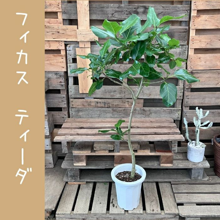 観葉植物現品販売