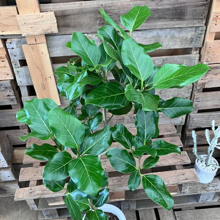 観葉植物現品販売