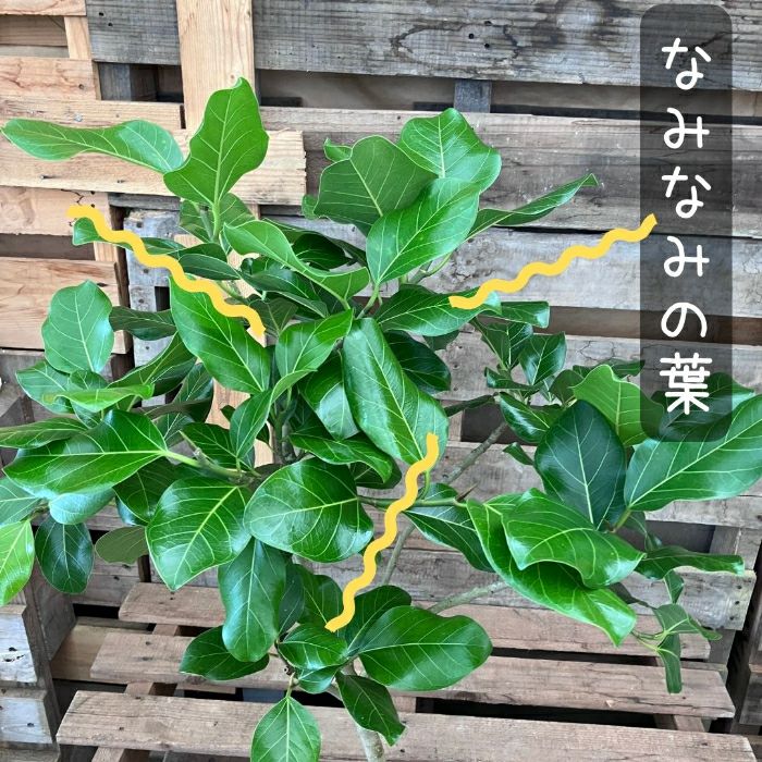 観葉植物現品販売