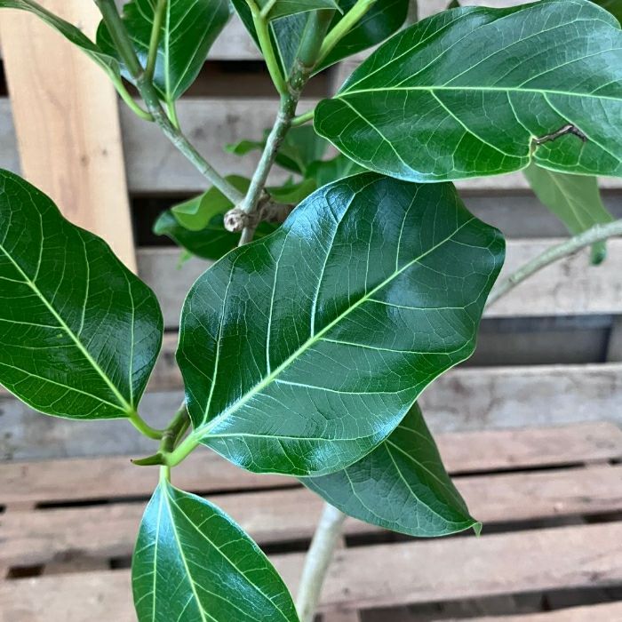 観葉植物現品販売