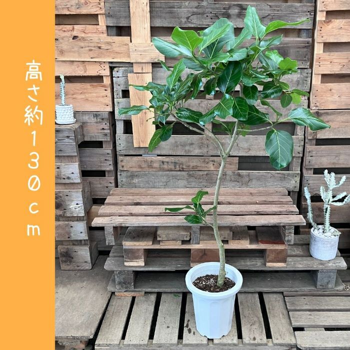 観葉植物現品販売