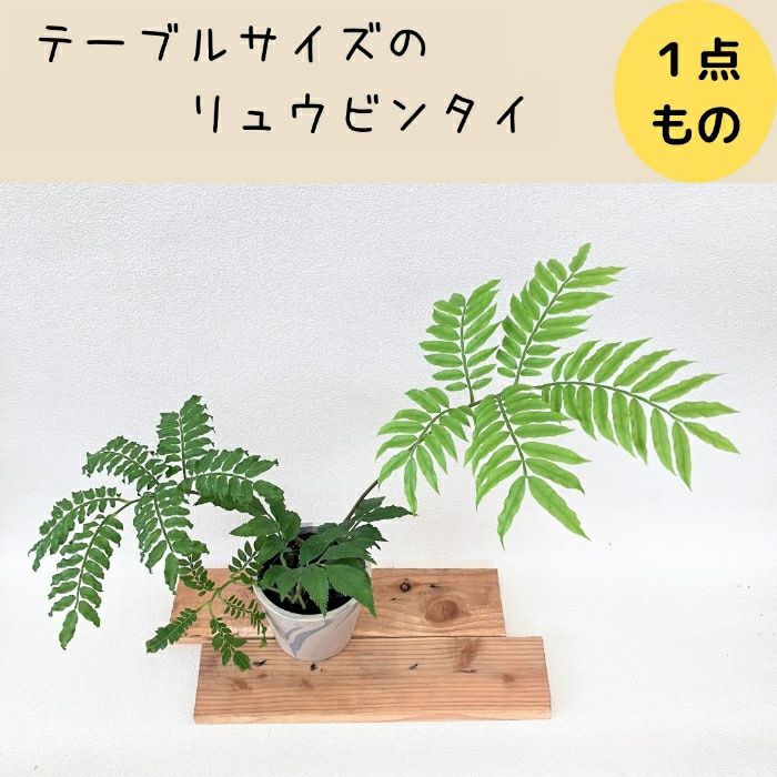 観葉植物現品販売