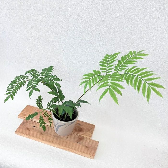 観葉植物現品販売