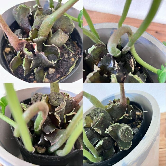 観葉植物現品販売