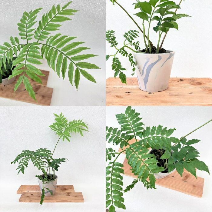 観葉植物現品販売