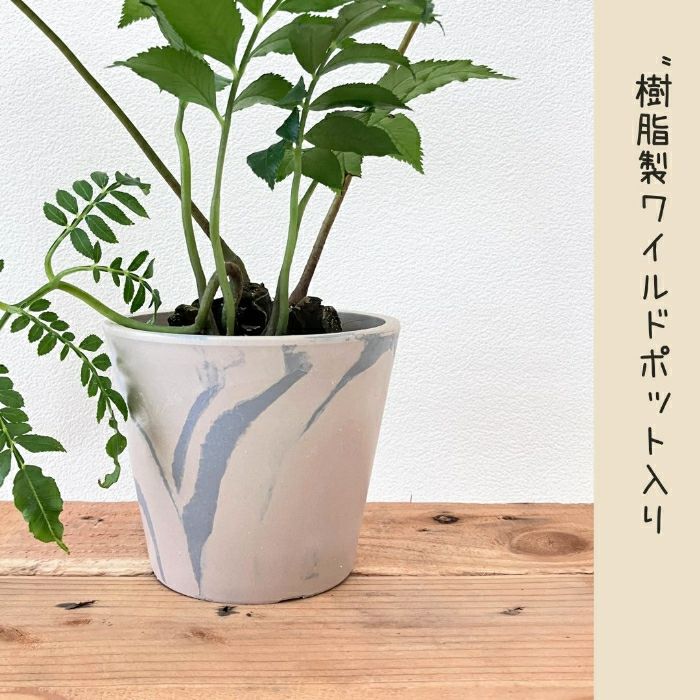 観葉植物現品販売