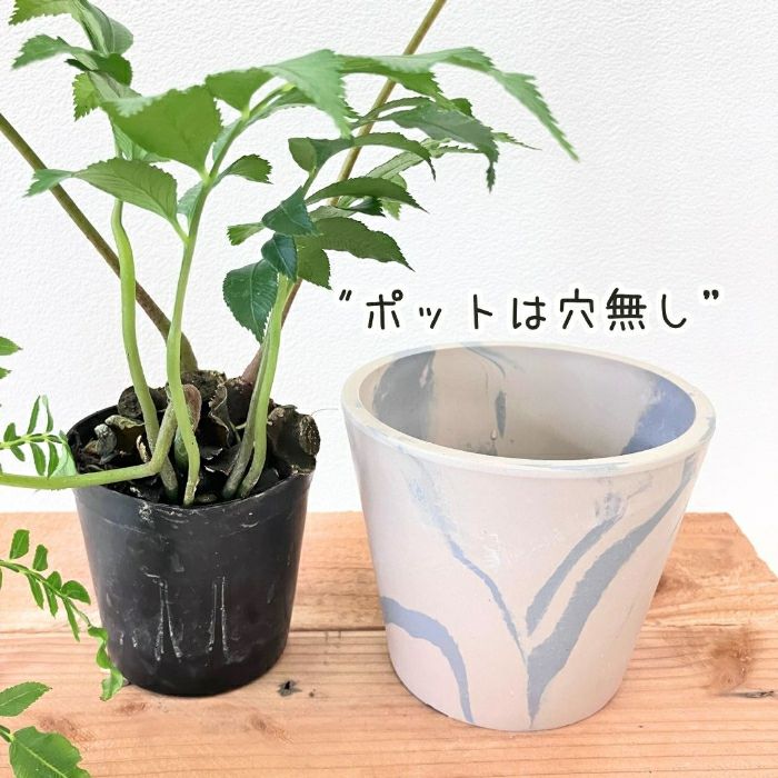 観葉植物現品販売