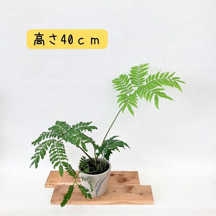 観葉植物現品販売