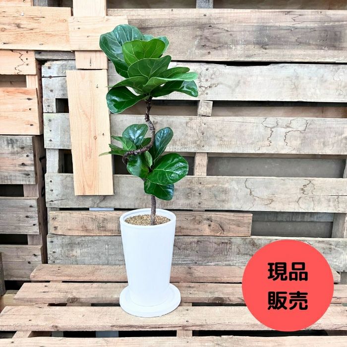 観葉植物現品販売