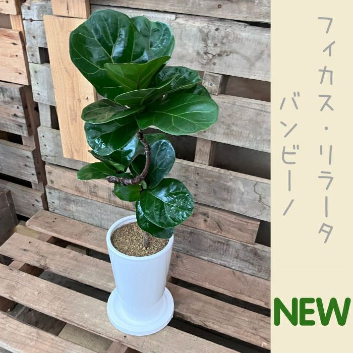 観葉植物現品販売