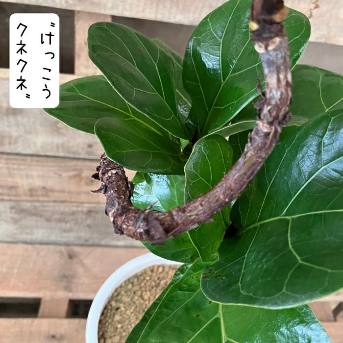 観葉植物現品販売