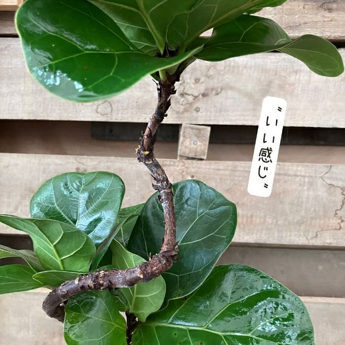 観葉植物現品販売