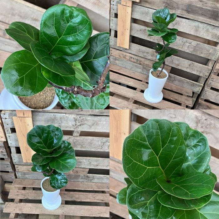 観葉植物現品販売