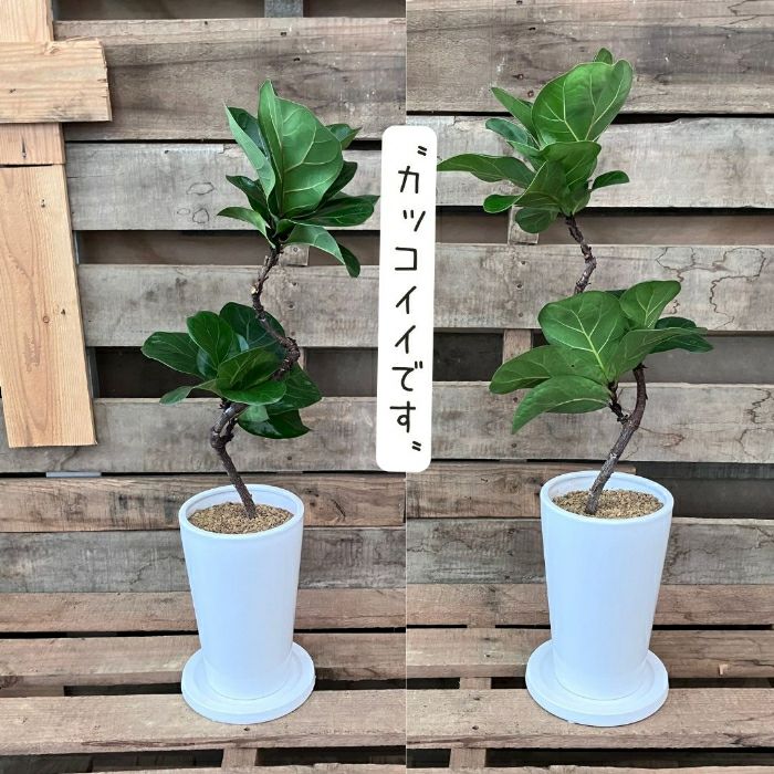 観葉植物現品販売