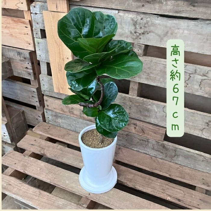 観葉植物現品販売